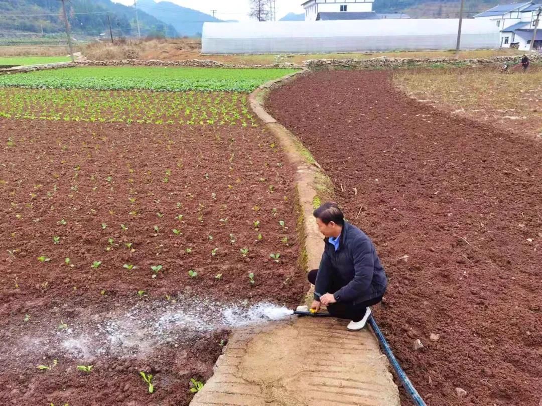 新蒲新区喇叭镇蔬菜基地项目顺利通过验收